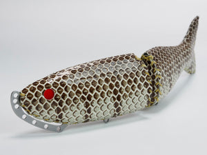 Spec of 278 PATIINO -HOMALOPSIS BUCCATA (water snake subspecies)- 
